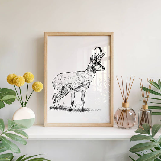 Pronghorn Antelope Drawing Black and White Animal Sketch Wildlife Art Print