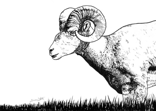 Bighorn Sheep Drawing Black and White Art Print