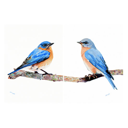Eastern Bluebirds Set of Two Watercolor Painting Art Prints