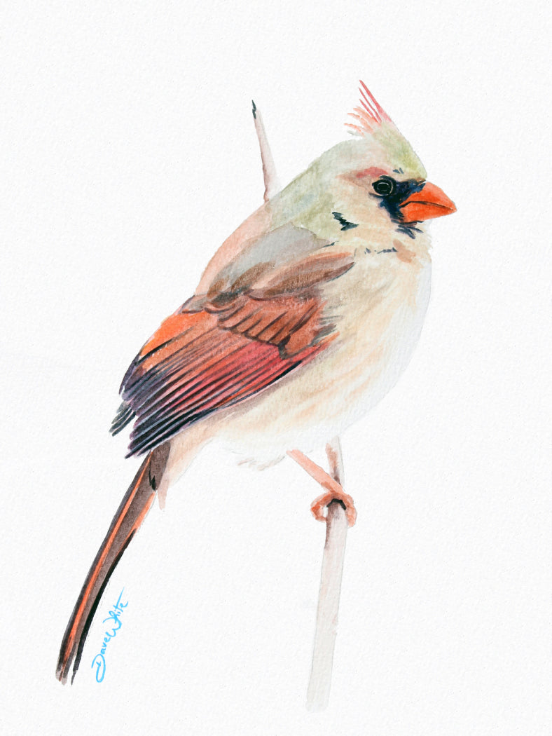 Female Red Cardinal Bird Watercolor Painting Art Print