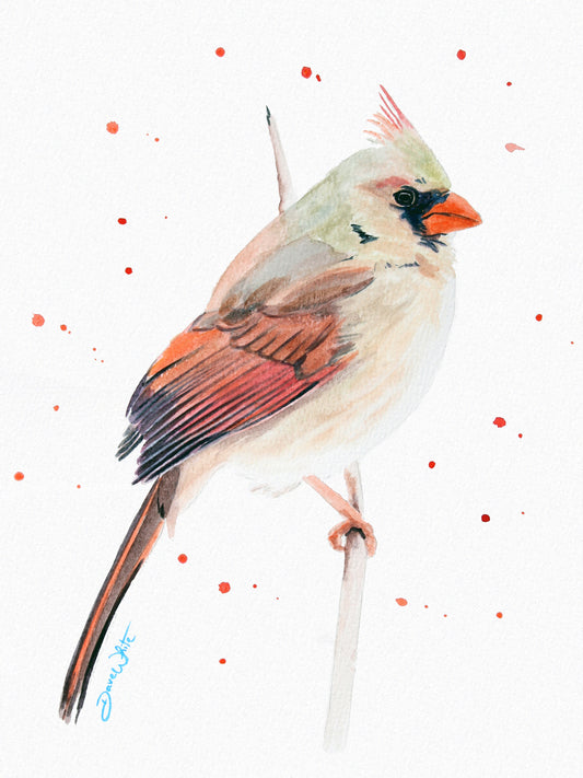Female Red Cardinal Bird Watercolor Painting Art Print