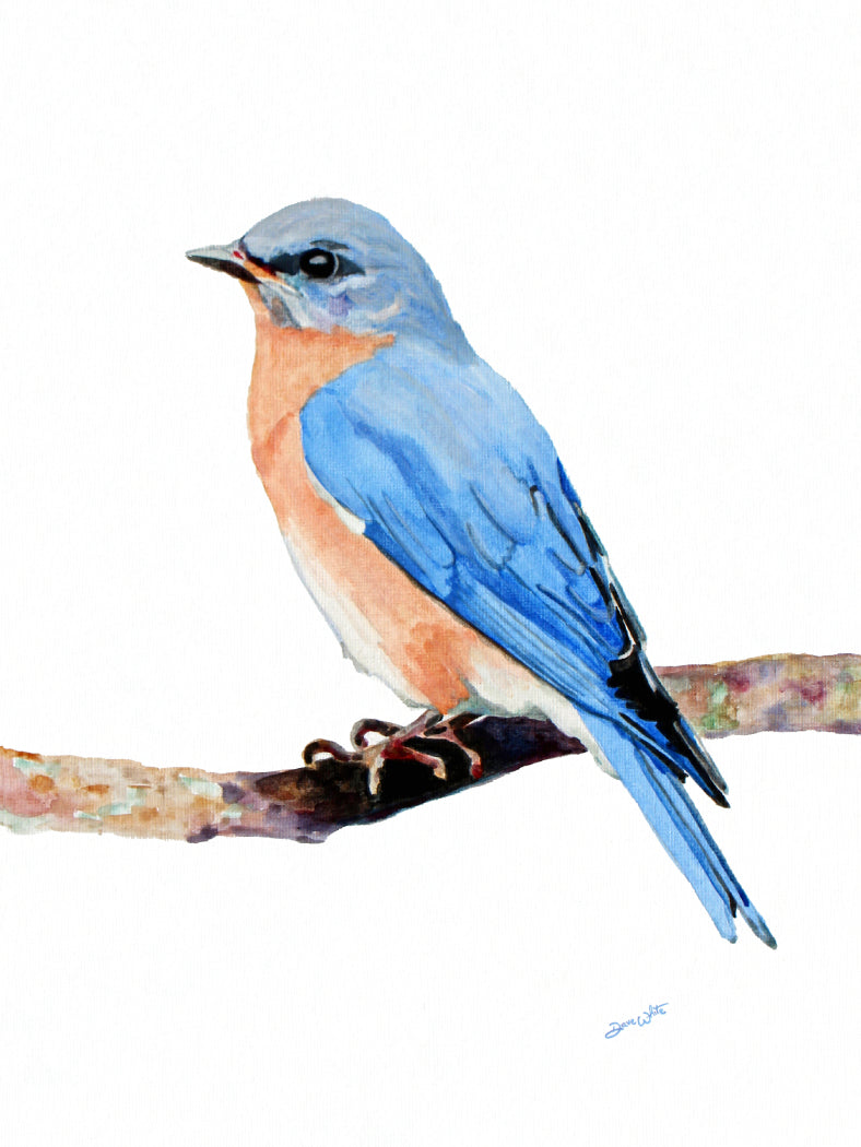 Female Eastern Bluebird Watercolor Painting Art Print