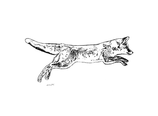 Fox Drawing Black and White Art Print