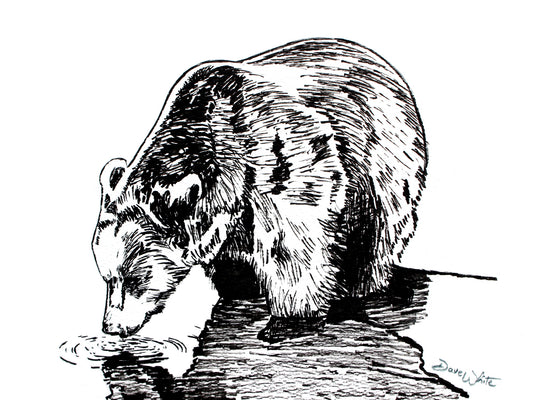 Grizzly Bear Drawing Black and White Art Print