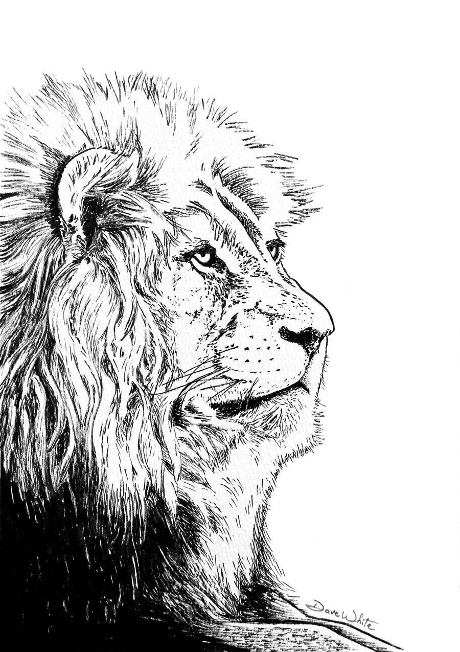 Lion Drawing Black and White by Artist Dave White