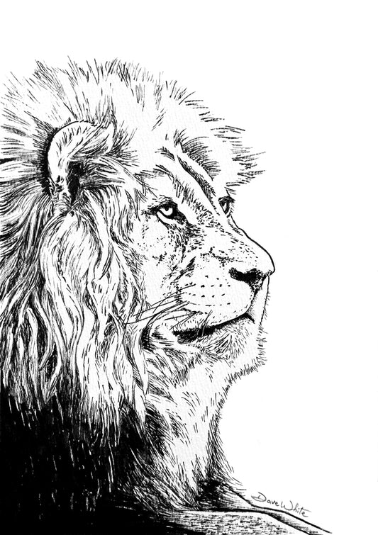 Lion Drawing Black and White by Artist Dave White