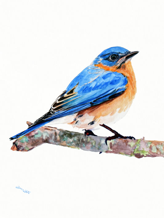 Male Eastern Bluebird Watercolor Painting Art Print