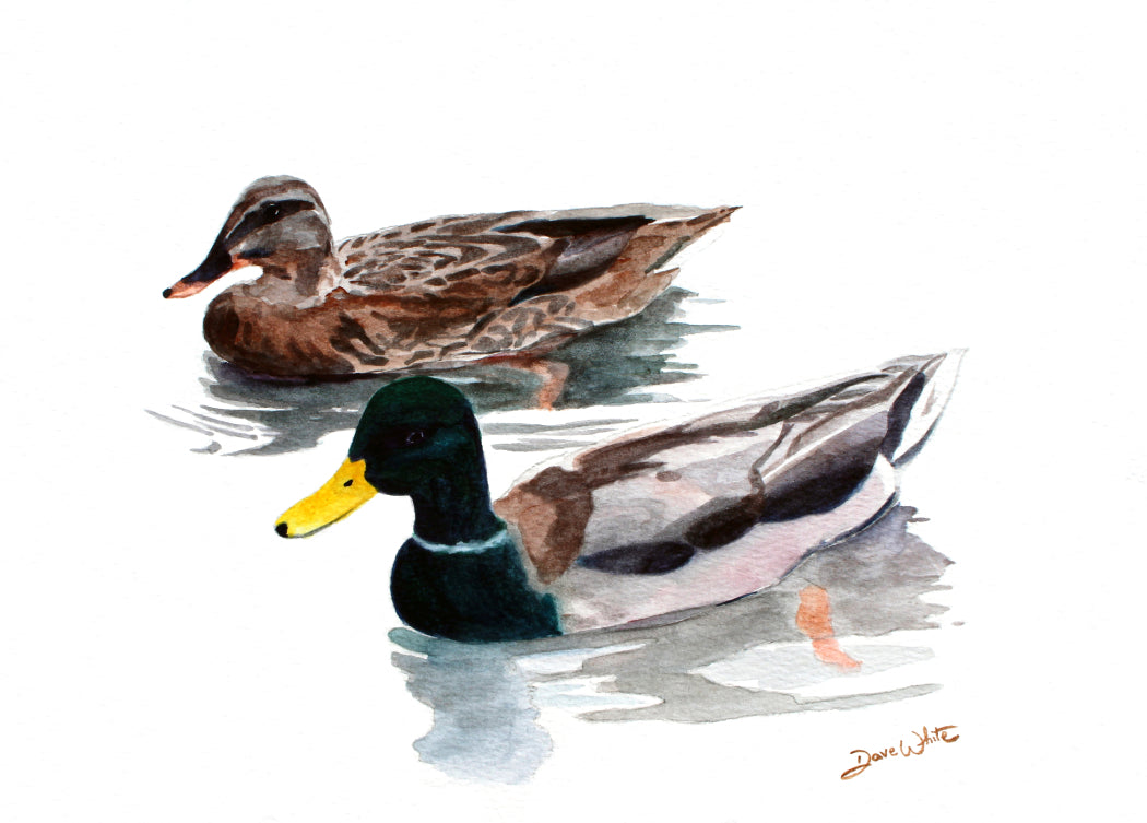 Mallard Ducks Watercolor Painting Art Print Wildlife Artwork