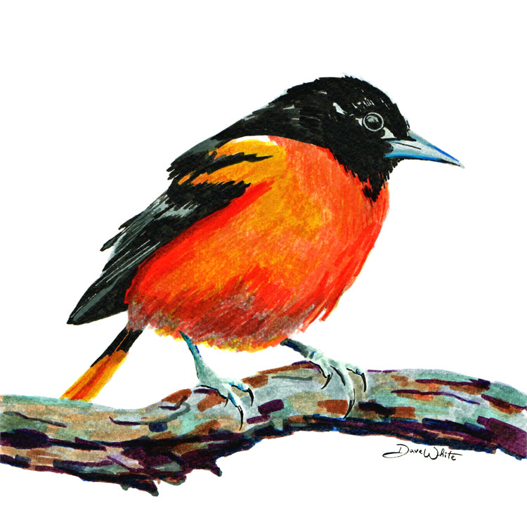 Baltimore Oriole Art Print Orange and Black Songbird