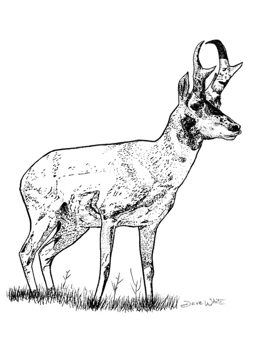 Pronghorn Antelope Drawing Black and White Animal Sketch Wildlife Art Print