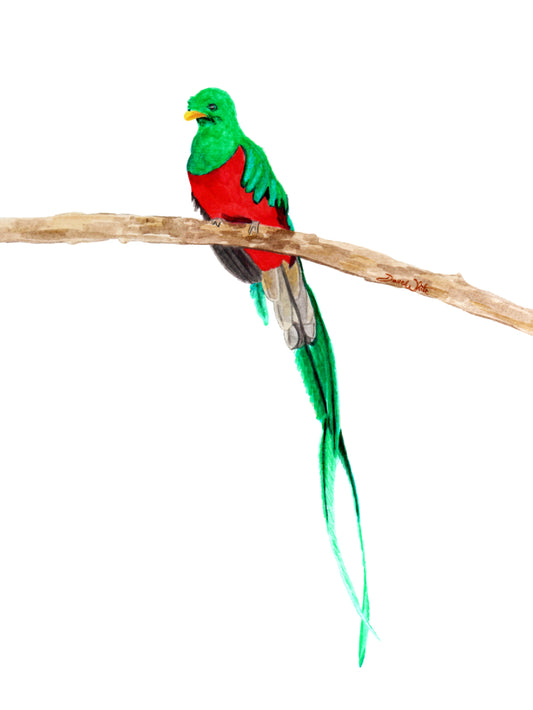Resplendent Quetzal Art Print Watercolor Painting