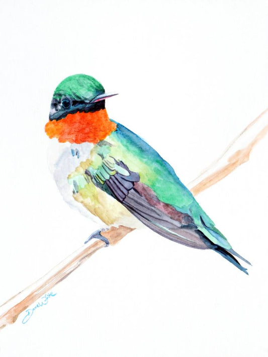 Ruby Throated Hummingbird Painting Watercolor Art Print