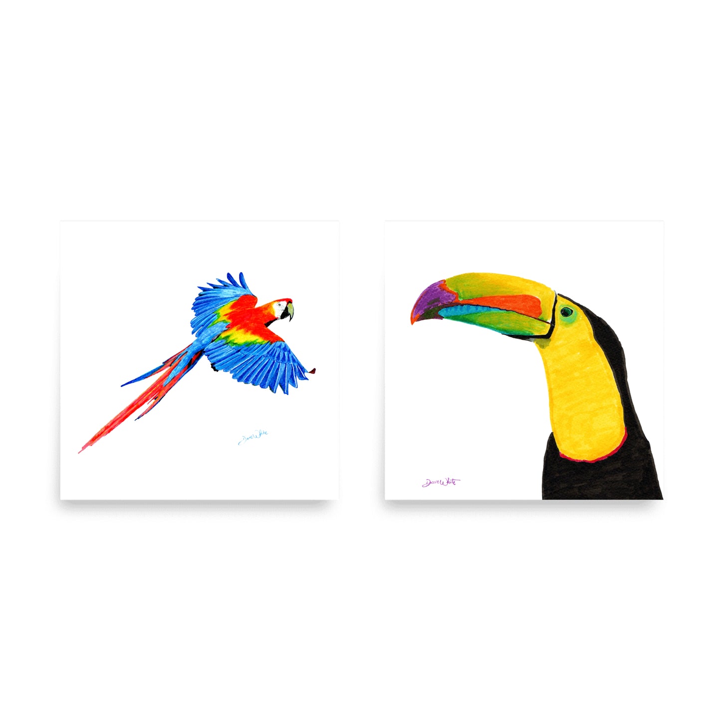 Scarlet Macaw Drawing Toucan Drawing Wall Art Set