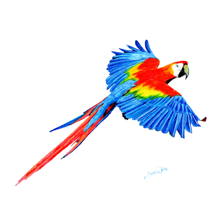 Colorful Parrot Wall Art Print Scarlet Macaw