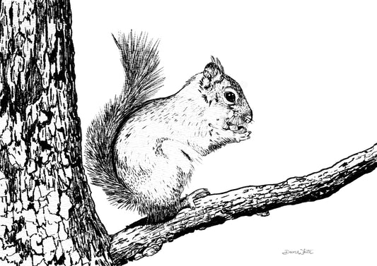 Squirrel Drawing Black and White Art Print