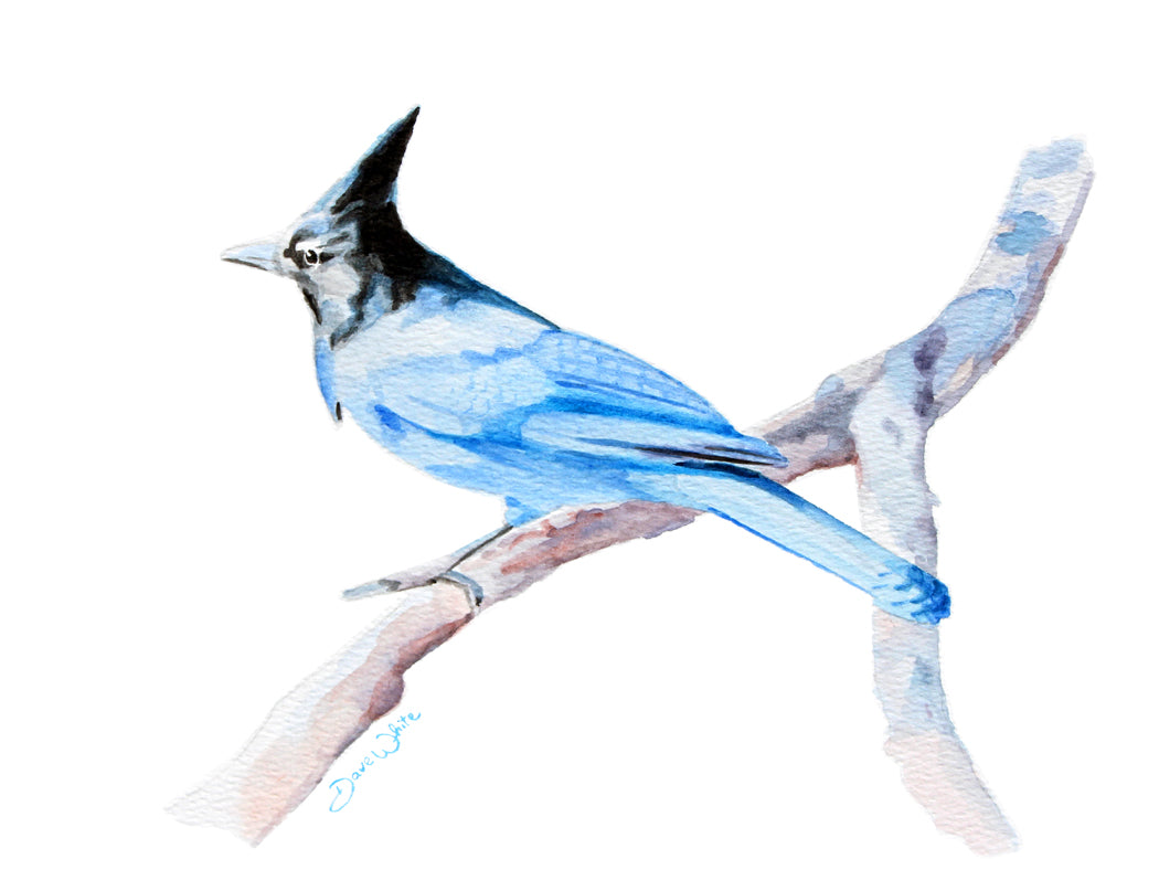 Steller's Jay Painting Art Print Bird Watercolor Artwork