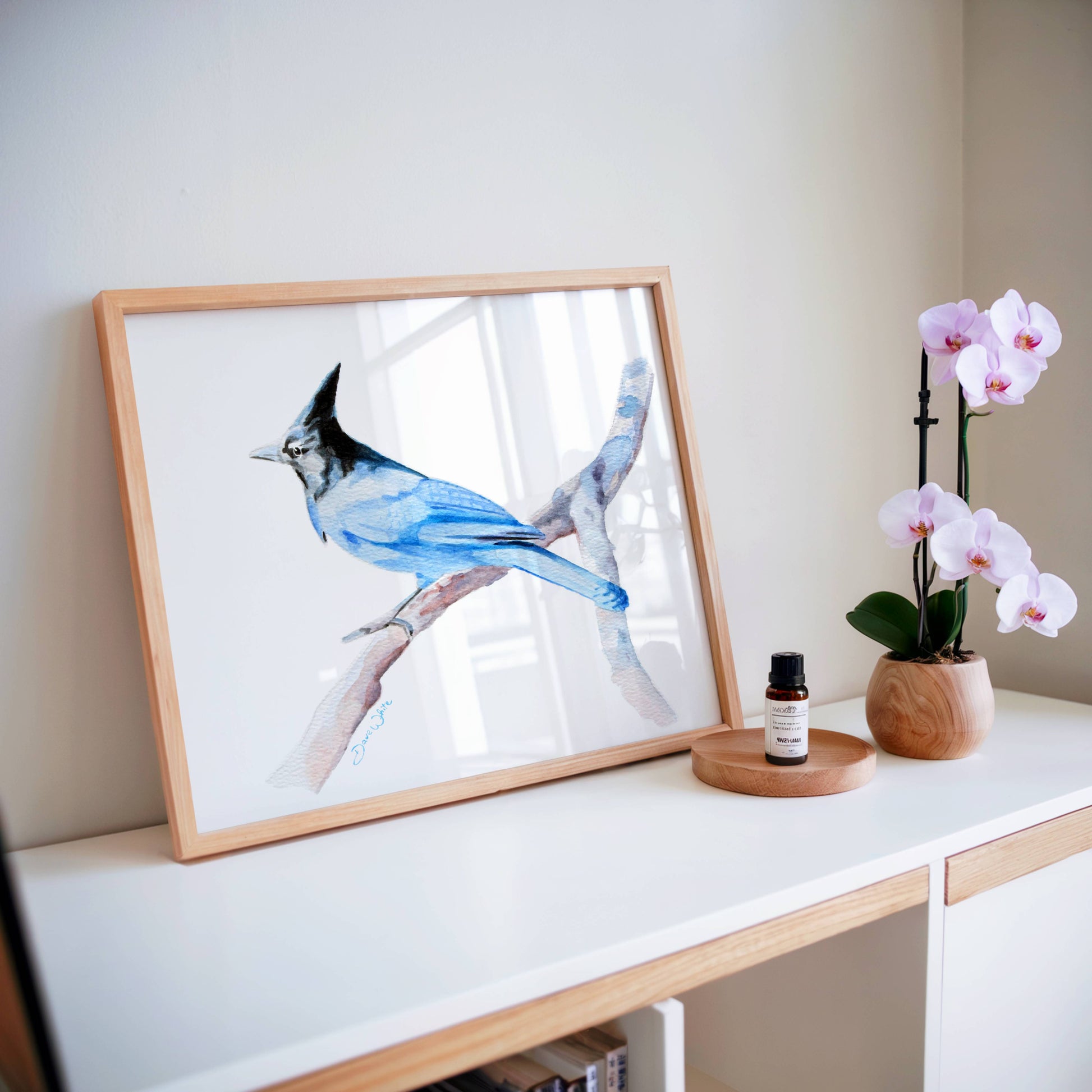 Steller's Jay Watercolor