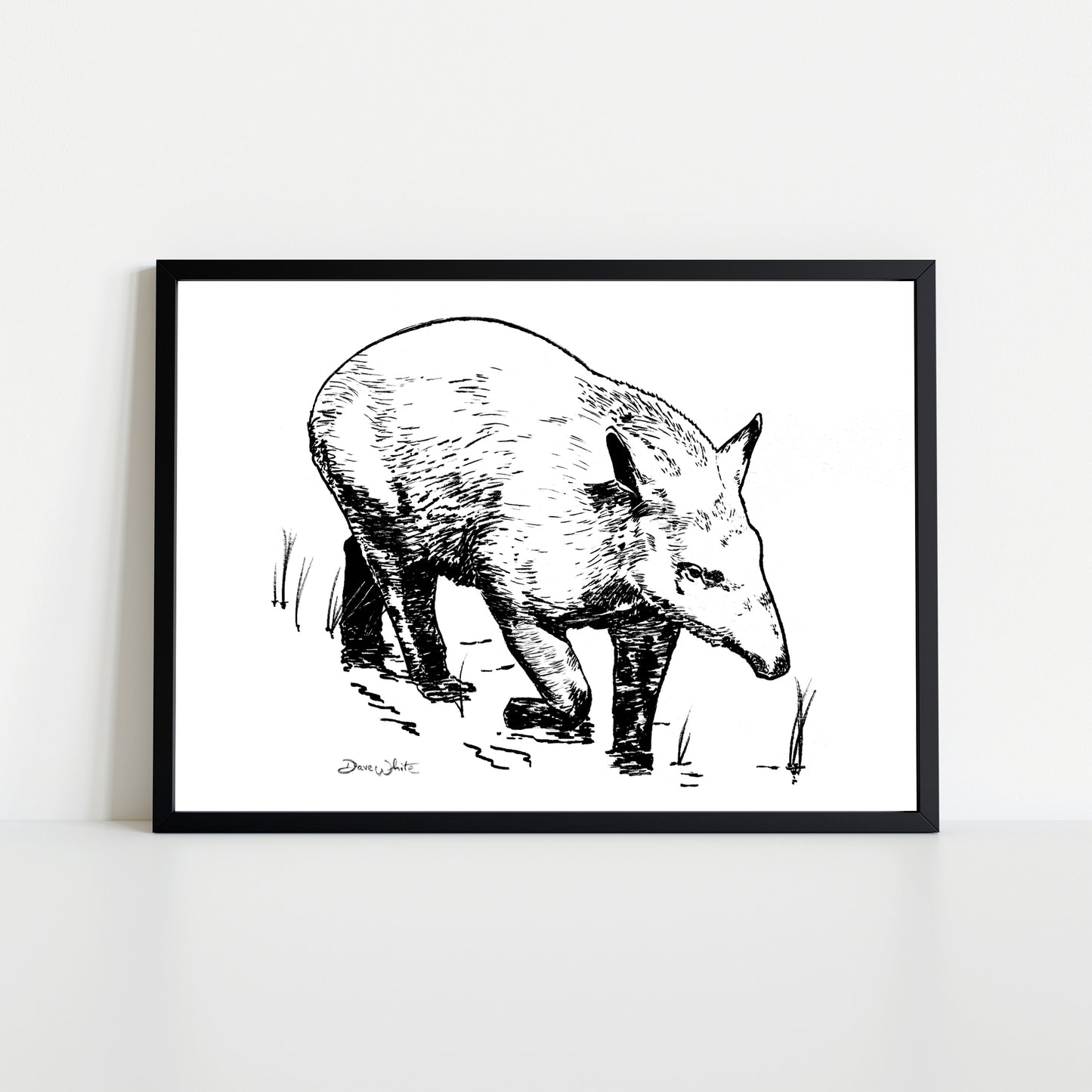 Tapir Danta Drawing Black and White Artist Dave White