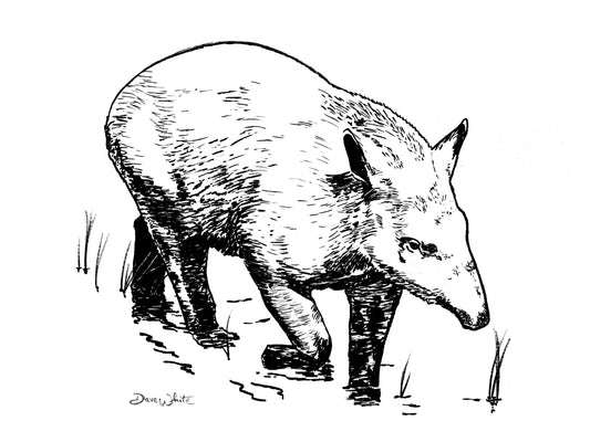 Tapir Drawing Black and White Artist Dave White
