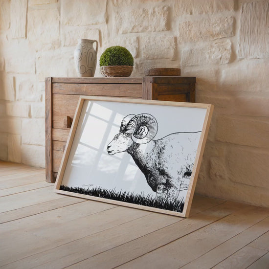bighorn sheep drawing framed by artist dave white