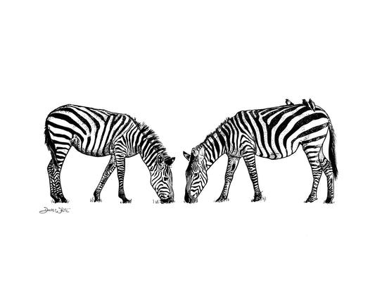 Zebra Drawing Black and White Wall Art Print